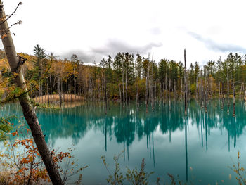 Scenic view of lake in forest against sky