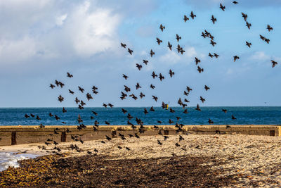 Scenic view of beach against sky