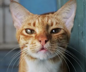 Close-up portrait of ginger cat