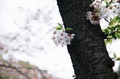 Low angle view of cherry blossoms