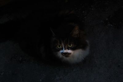 animal
