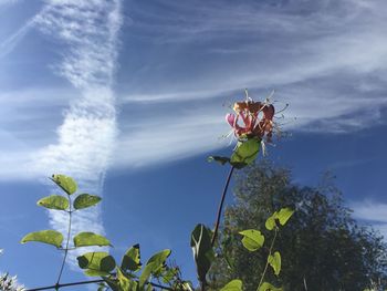 Low angle view of pink flowers