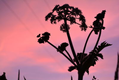 Low angle view of silhouette coconut palm tree against romantic sky