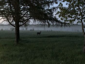 View of sheep on grassy field