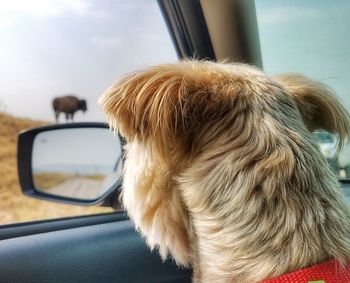 Close-up of a dog looking through car window