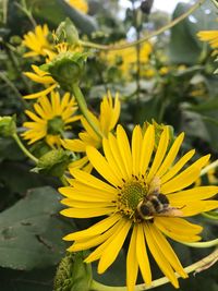 Close-up of bee on yellow flower