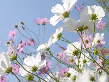 Close-up of white flowers blooming