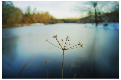 Close-up of plant growing in lake