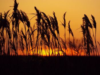 Silhouette wheat on field against sky during sunset