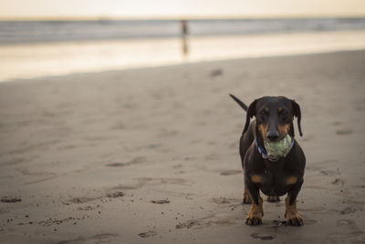 Front view of dog standing on beach with ball in mouth