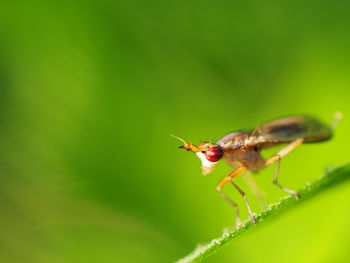 Close-up of insect on leaf