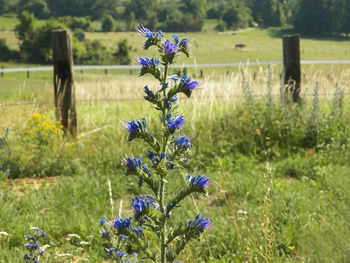 Close-up of purple flowering plants on field