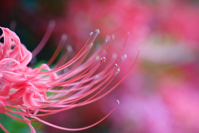 Close-up of water drops on flower