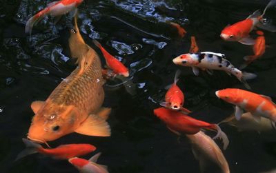 High angle view of koi carps swimming in water