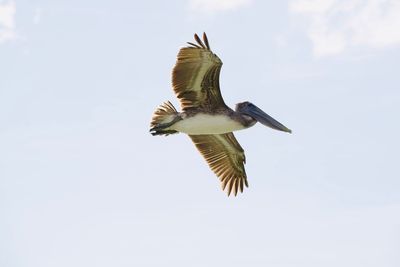 Low angle view of seagull flying