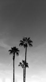 Low angle view of palm trees against sky