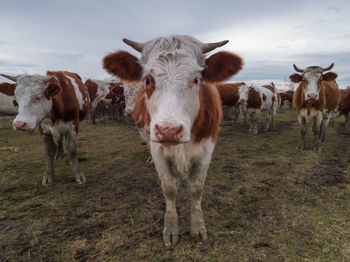 Cows standing in a field