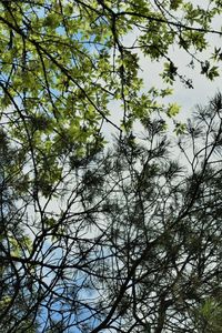 Low angle view of trees against sky