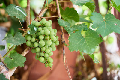 Close-up of grapes growing in vineyard