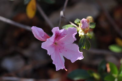 Close-up of purple flowers blooming