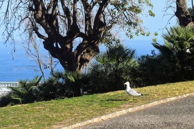 Bird on tree against clear sky