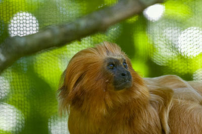 Close-up of monkey