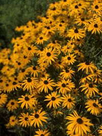 Close-up of yellow flowers in field