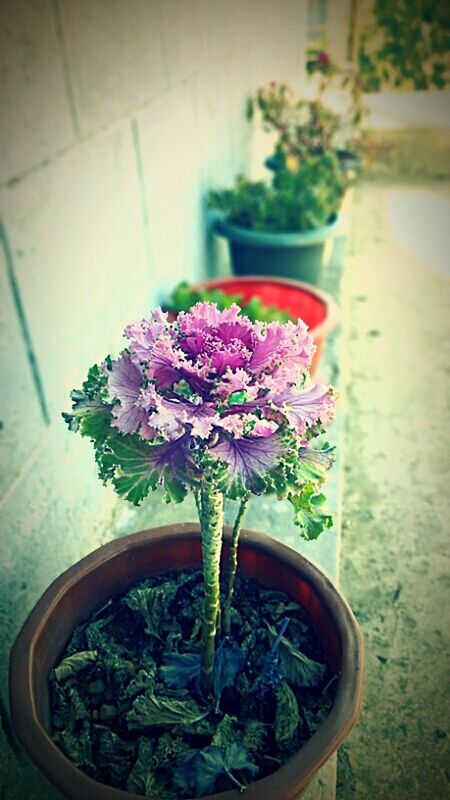 flower, potted plant, plant, freshness, indoors, leaf, growth, flower pot, vase, fragility, petal, table, close-up, nature, pink color, wall - building feature, flower head, beauty in nature, pot plant, decoration