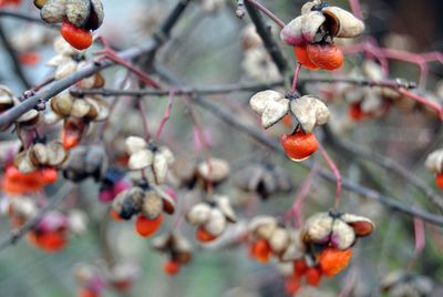 Close-up of berries growing on tree