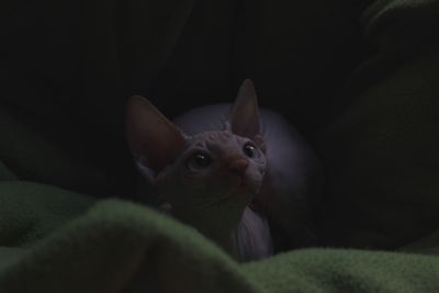 Close-up portrait of sphynx cat