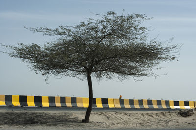 Tree against sky