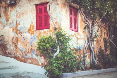 Ivy growing on wall