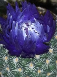 Close-up of purple flowering plants