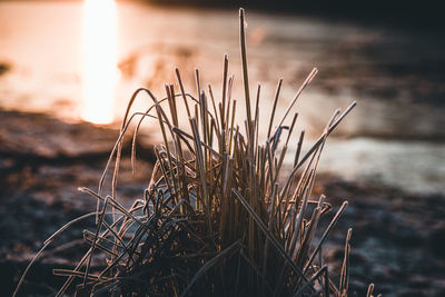 Close-up of dry grass during sunset