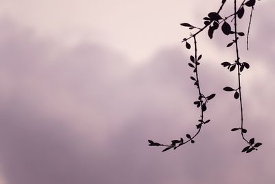 Low angle view of silhouette plant against sky