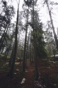 Low angle view of trees in forest against sky