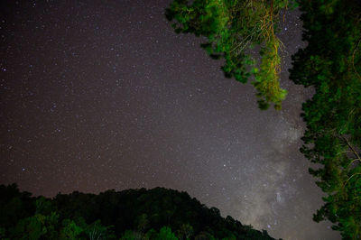 Low angle view of trees against sky at night