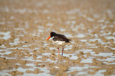 Bird perching on a lake