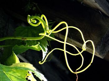 Close-up of green plant