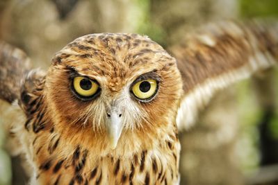 Close-up portrait of owl