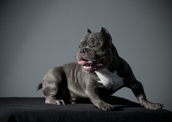 View of a dog looking away