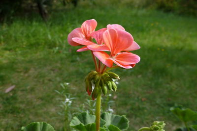 Close-up of pink flowers blooming in field