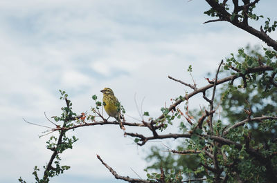 Low angle view of bird perching on tree against sky