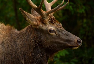 Close-up of deer in forest