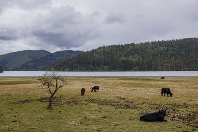 View of animals on landscape against sky