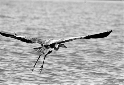 Bird flying over lake