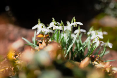 Close-up of white flowering plant