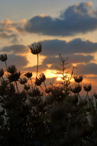 Close-up of silhouette plants at sunset