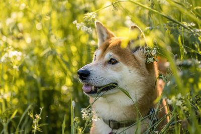 Close-up of a dog looking away