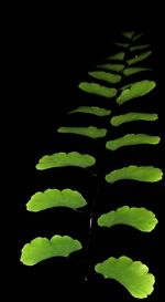 Close-up of green leaves over black background